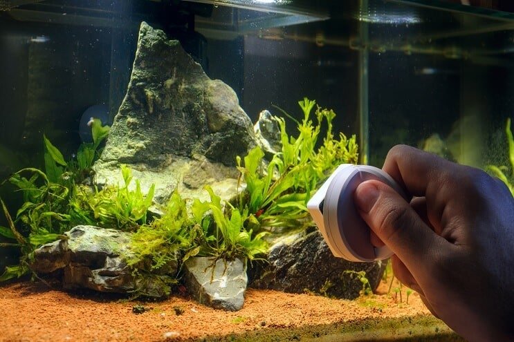 Rimuovere le alghe dall'Acquario