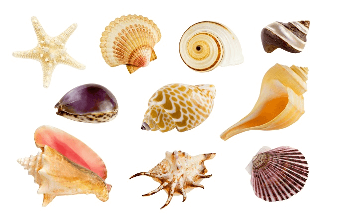 Conchiglie in acquario