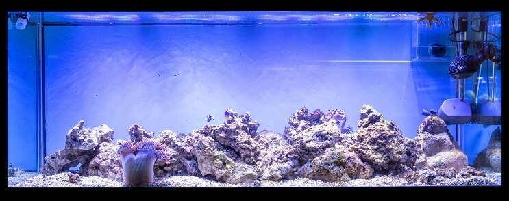 Configurazione dell'acquario da 100 galloni