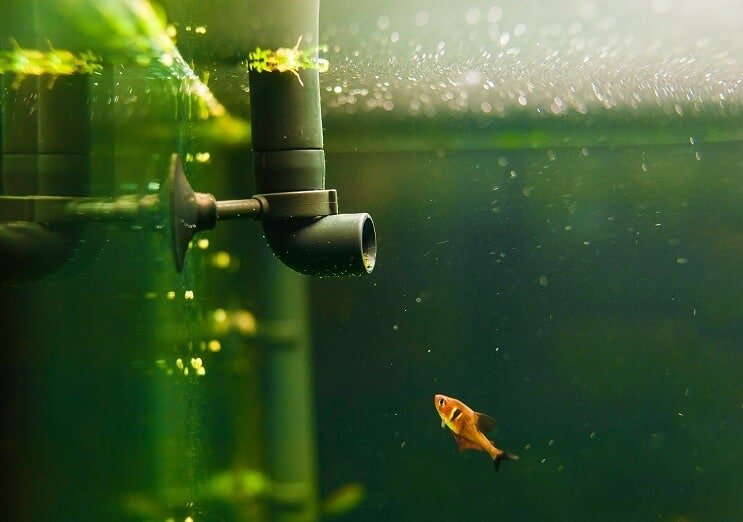 Attrezzatura per acquario