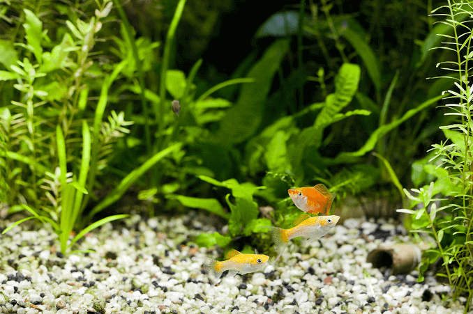 Acquario piantumato