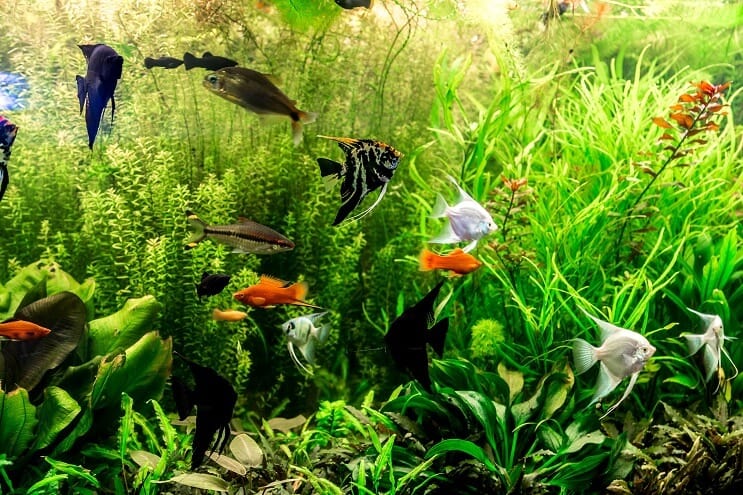 Suggerimenti per la calza del serbatoio di pesce da 30 galloni