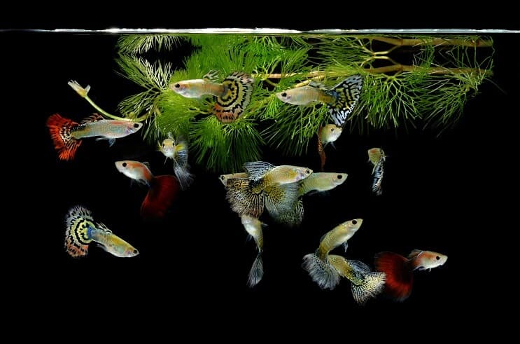 Guppy