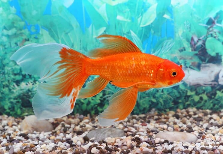Acquisto di Fish Tank