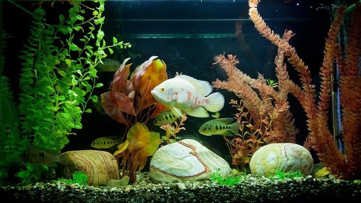 Serbatoio tropicale