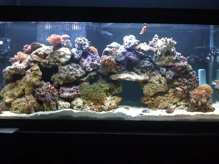 Serbatoio Reef da 55 galloni