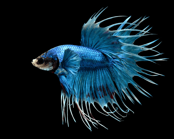 Panoramica di Bettas