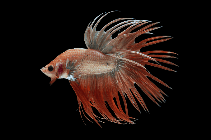 Allevamento di Bettas