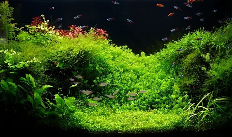 Acquario da 75 galloni