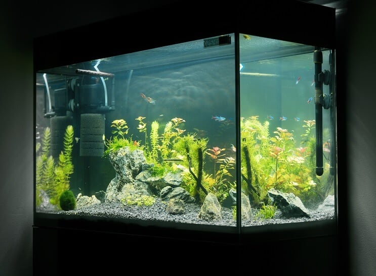 Acquario