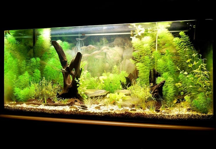 Fish Tank con sterilizzatore UV
