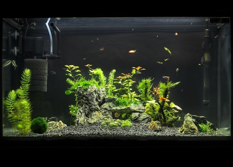 Acquario da 20 galloni
