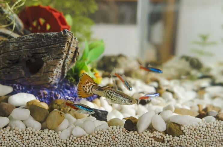 Guppy