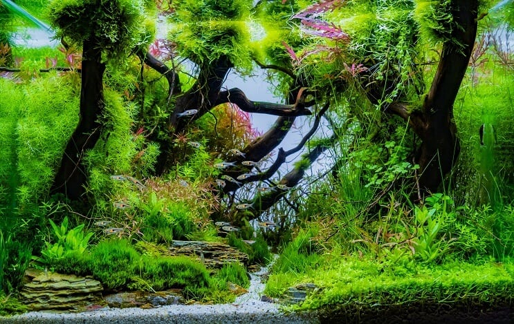 Idee per la configurazione dell'acquario da 20 galloni