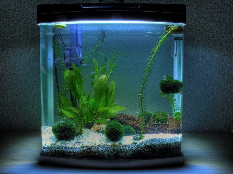 Acquario da 3 galloni