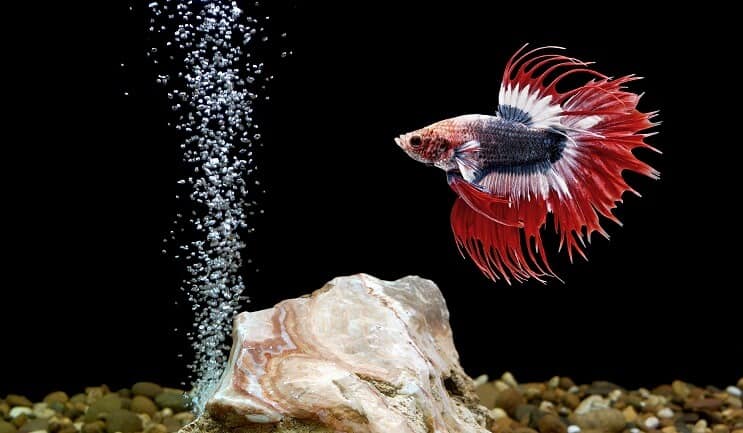 Betta Fish