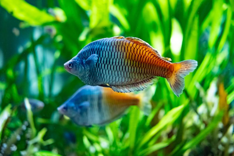 arcobaleno boesemani