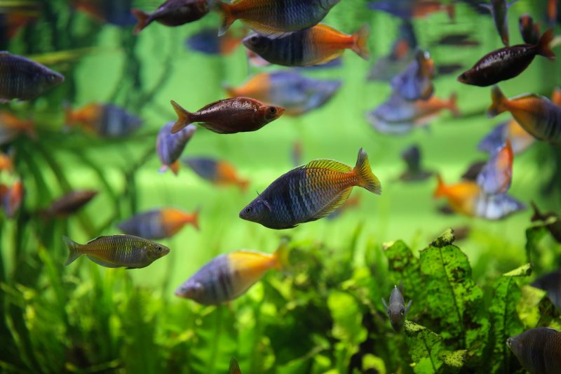 arcobaleno boesemani