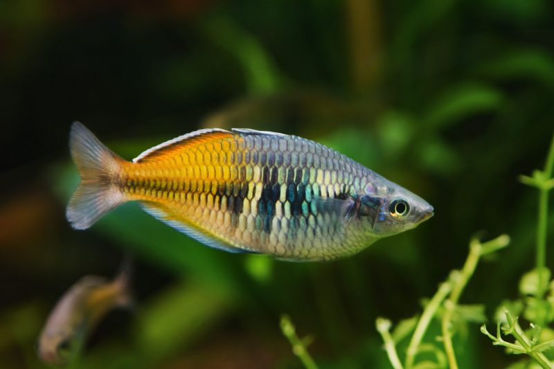 arcobaleno boesemani