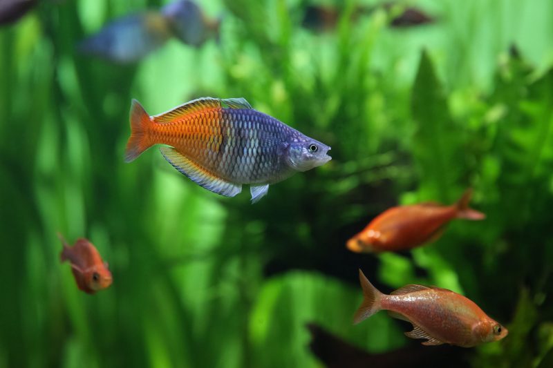 arcobaleno boesemani