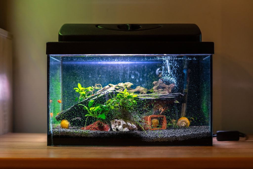 Come costruire un acquario