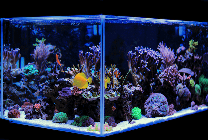 Acquario marino