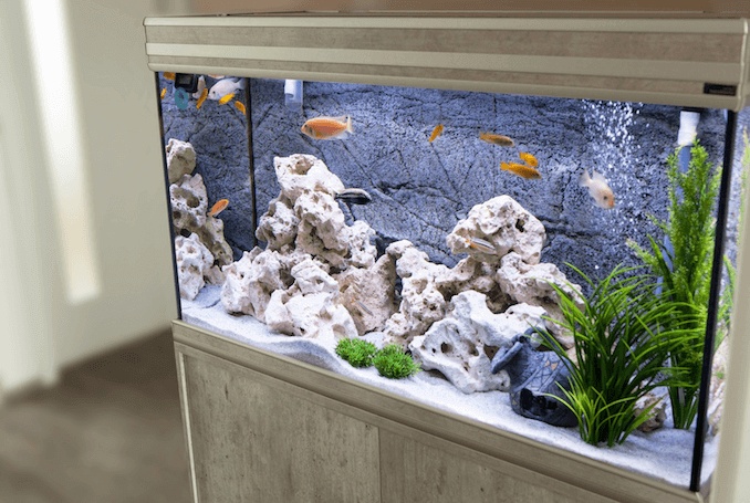 Acquario con ciclidi