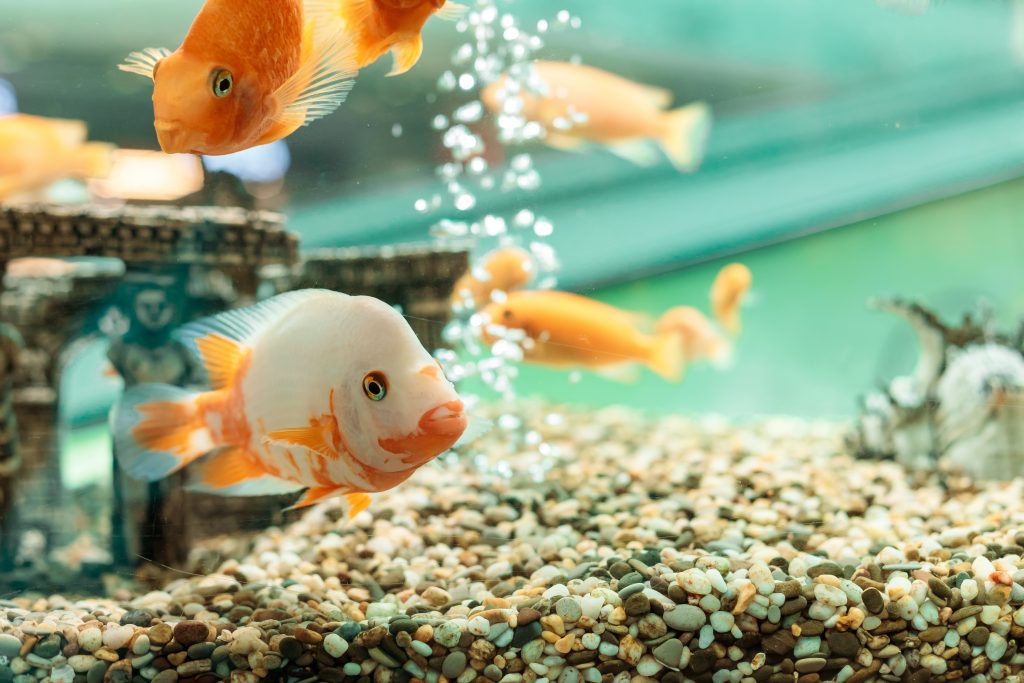 Come ciclare un acquario?