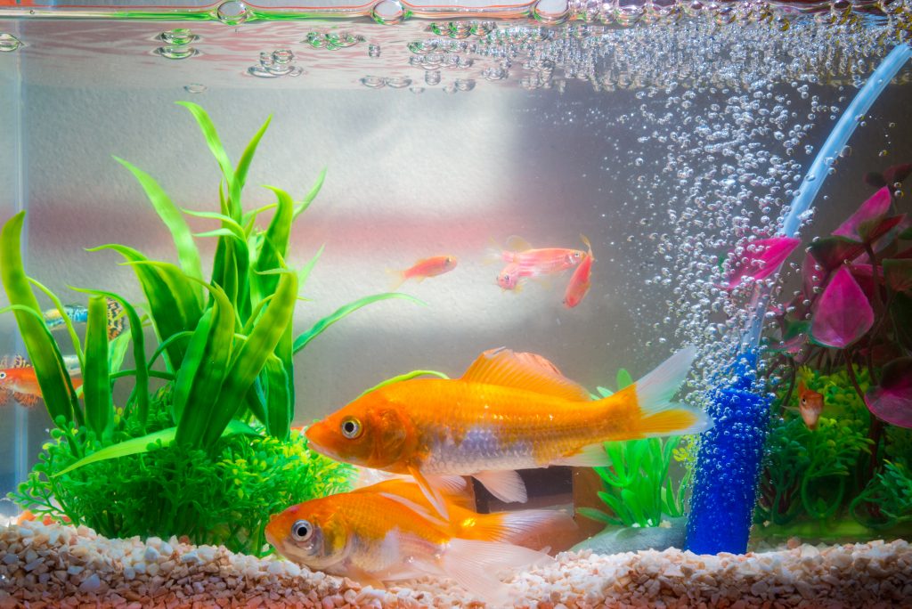 Come ciclare un acquario?