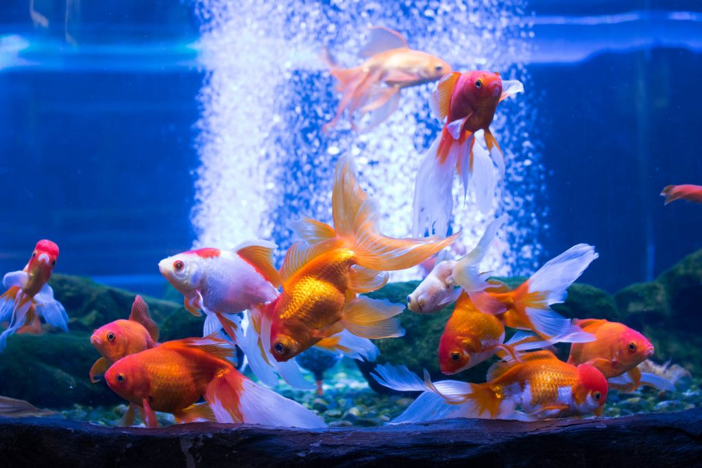 Come ciclare un acquario?