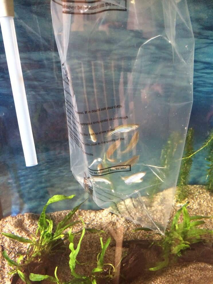 Aggiunta di pesce al serbatoio