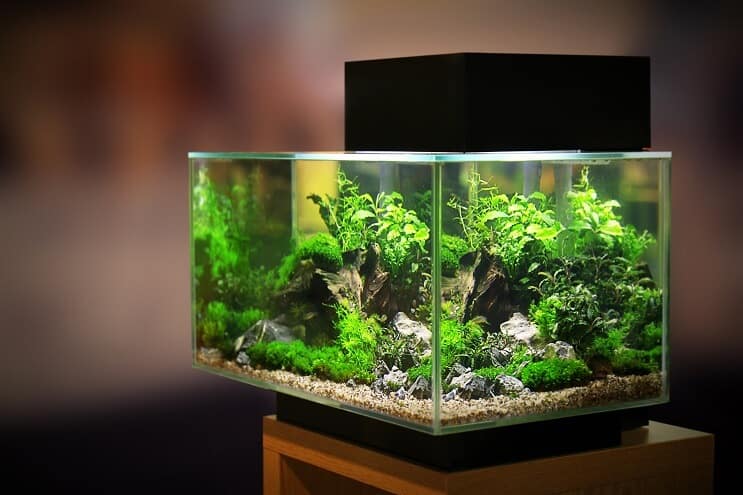 Acquario da 20 galloni