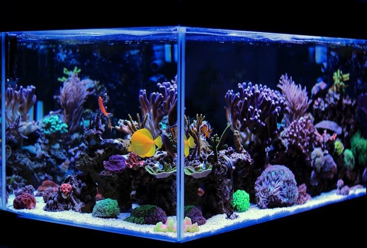 Acquario di acqua salata