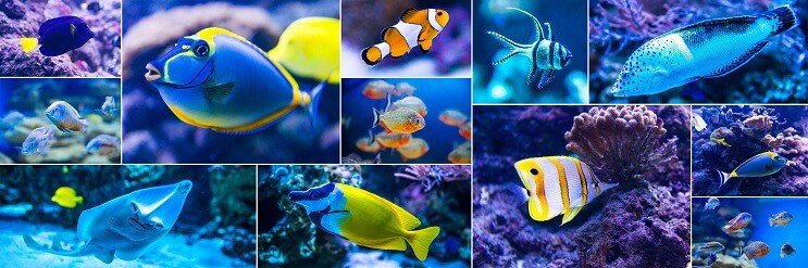 Il miglior pesce di mare