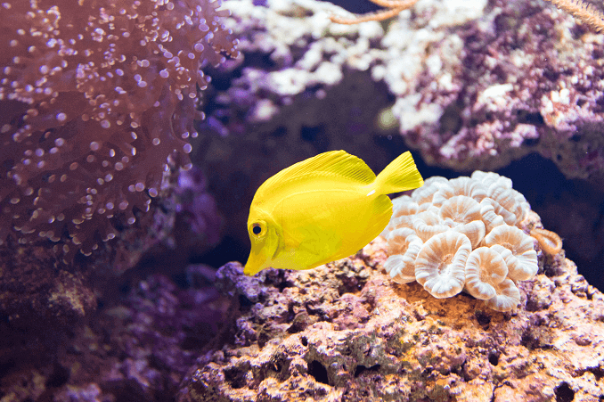 Pesce d'acqua salata
