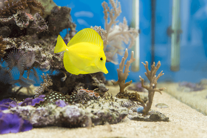 Pesci di acqua salata in acquario