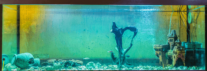 Acquari di acqua salata Alghe