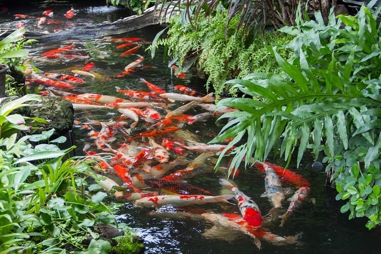 Laghetto Koi