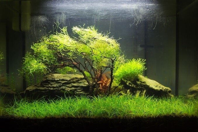 Acquario Aquascaped