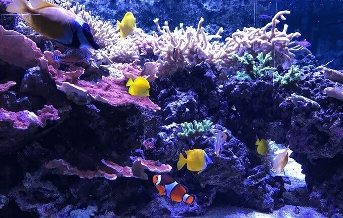 Grande acquario pubblico