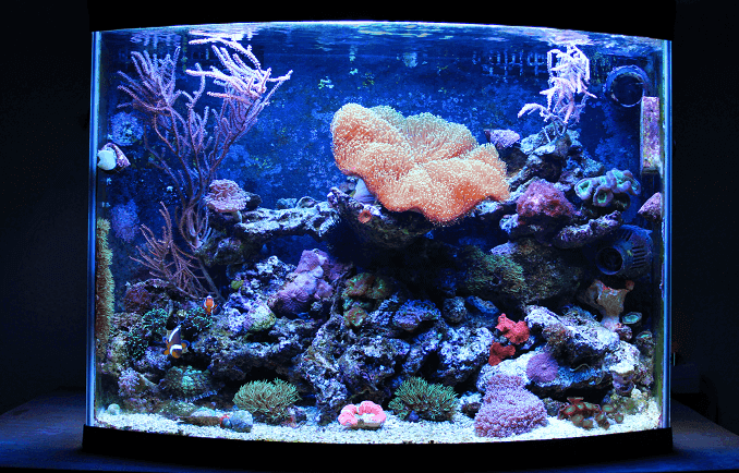 Acquario Nano Coral Reef