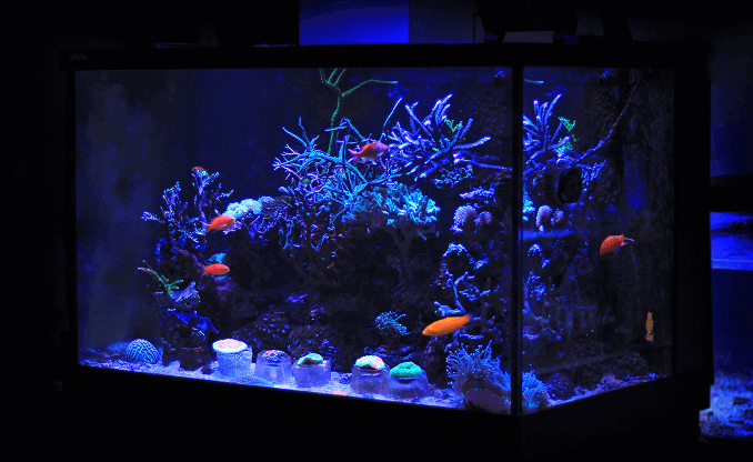 Piccolo acquario domestico