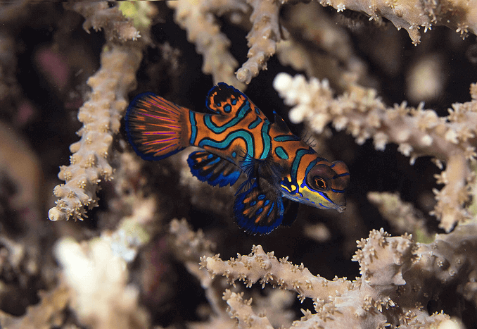 Pesce mandarino a strisce