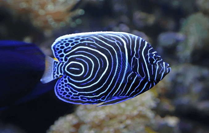 Pesce angelo imperatore giovanile