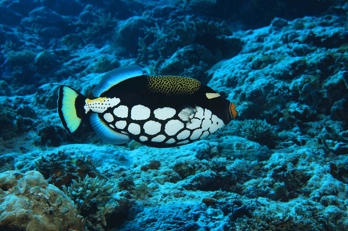 Pesce balestra pagliaccio