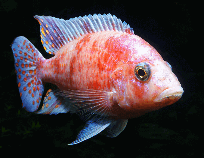 Cichlid pavone