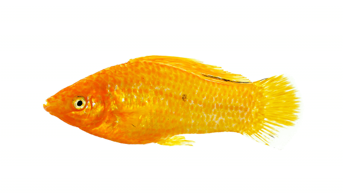 Molly Sailfin dorata
