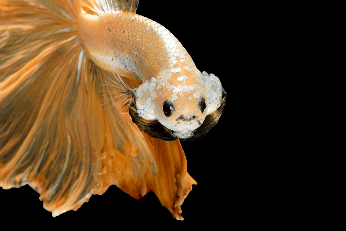 Aspetto di Crowntail Betta
