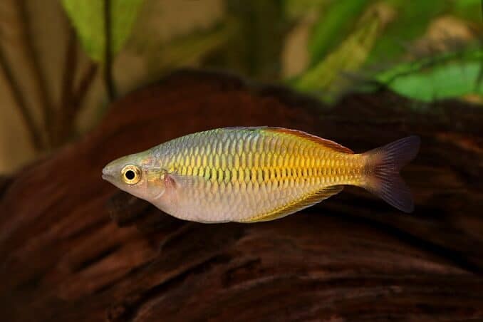 Rainbowfish di Boeseman