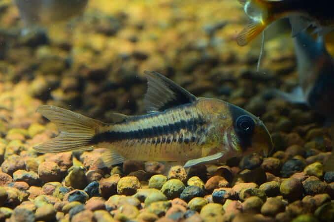 Pesce gatto Corydoras